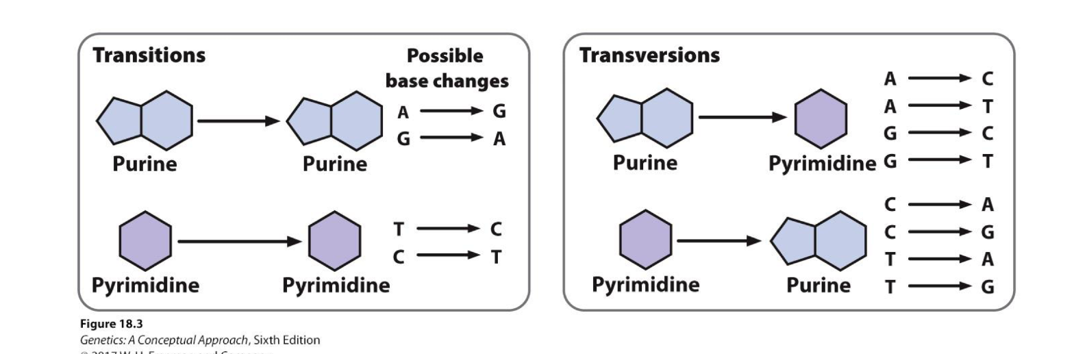 <p>transition = same type of nucleotide makes a base switch (ex. purine and purine)</p><p>transversion = different nucleotide types make a base switch (ex. purine x pyrimadine)</p><p>transitions are more common since you are using bases from the same nucleotide family </p><p></p><p>Purine: A → G, G → A</p><p>Pyrimidine: A → T, T → A </p>