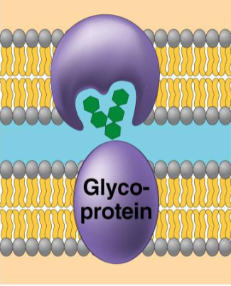 <p>what protein, what purpose?</p>