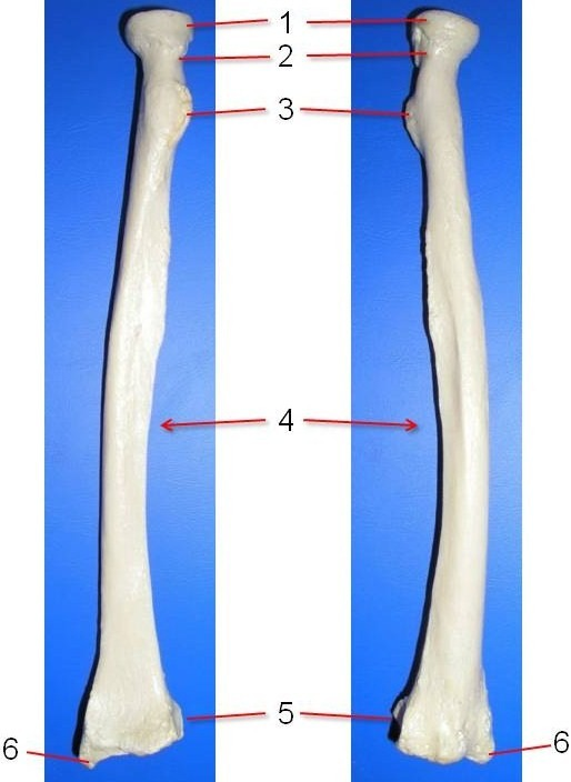<p>radius</p>