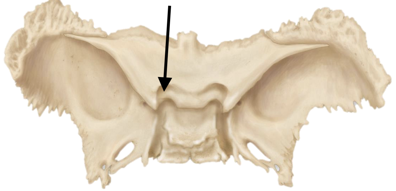 <p>Name the bone marking</p>