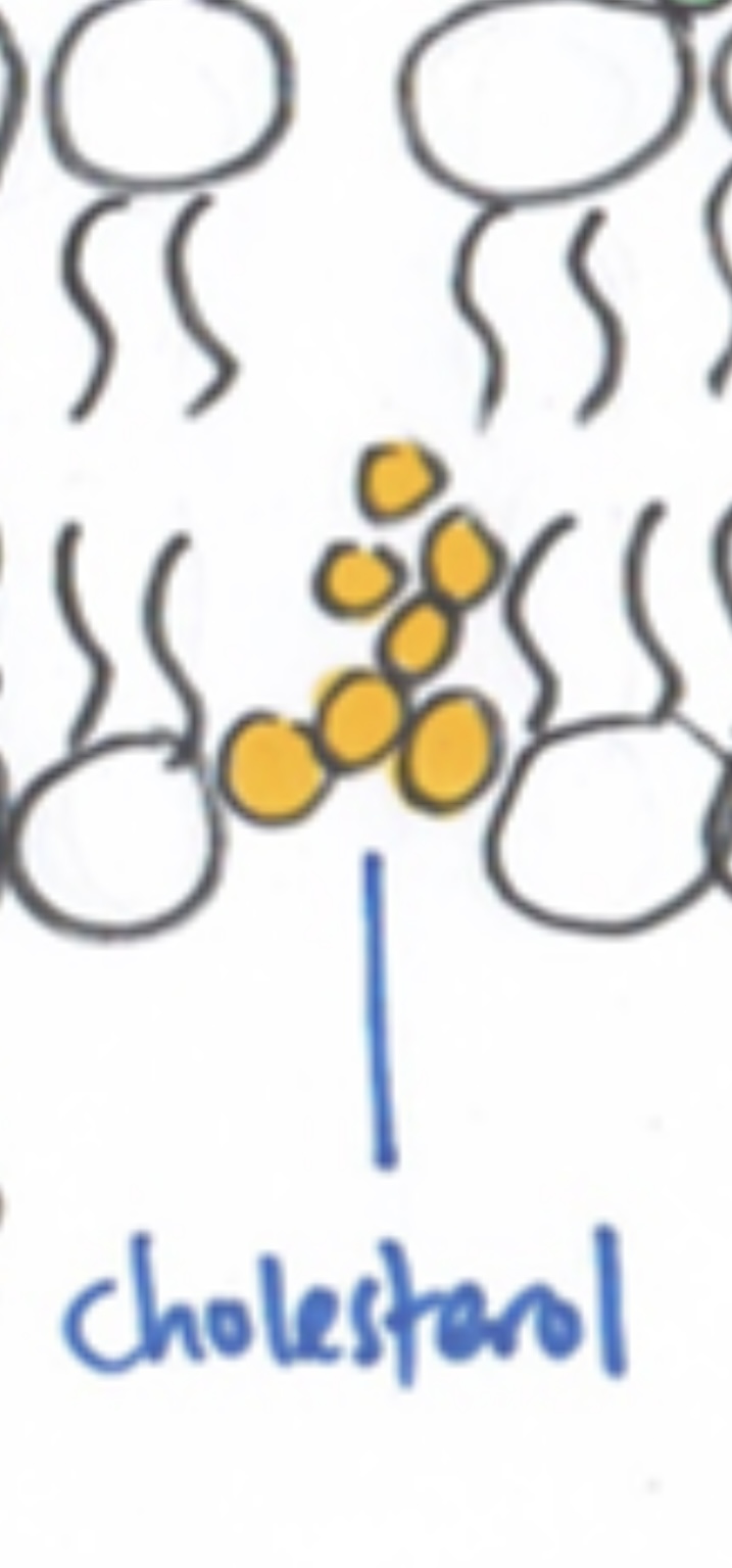<p>Cholesterol </p>