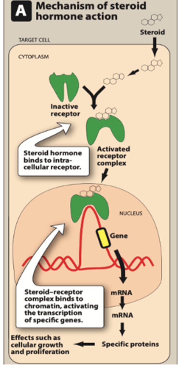 <p>GLUCOCORTICOID MOA:</p><p>1. ________ binds (steroid/glucocorticoids) to the cytosolic receptor</p><p>2. Ligand/receptor complex translocates to the nucleus and binds to ______</p><p>3. Transcription of mRNA is ____________</p><p>4. __________ are translated that induce biological effects of Glucocorticoids</p><p>5. Glucocorticoid receptor is __________ __________</p>