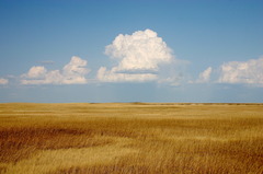 <p>A prairie</p>