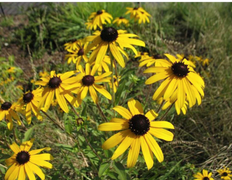 <p>Black-Eyed Susan</p><p>Full sun</p><p>Fall bloom</p><p>Cottage gardens, meadows, rain gardens</p>