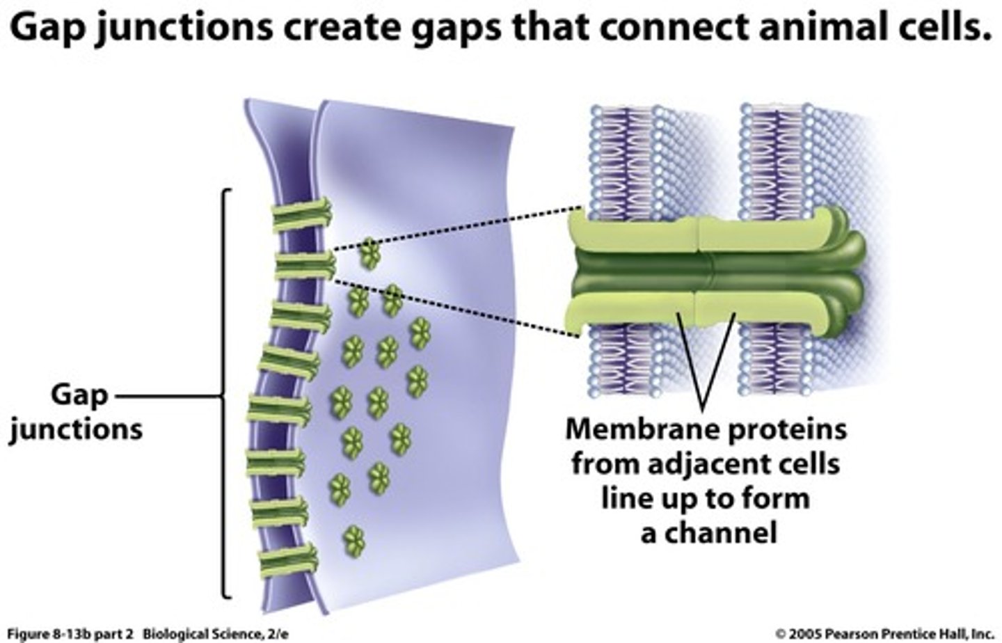 <p>provide cytoplasmic channels between adjacent animal cells</p>