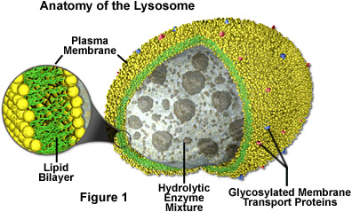 <p><strong>Vesicles with hydrolytic/digestive enzymes </strong><span style="color: green;">e.g. hydrolytic enzymes like proteases</span><strong> </strong></p><p><strong>Fuse with phagosomes - </strong>vesicles containing ingested particulate nutrients, for digestion<span style="color: green;"><strong> to digest ingested material and turnover damaged proteins </strong></span></p>