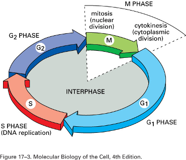 The series of phases that a cell goes through in order to divide and produce daughter cells, consisting of interphase, mitosis, and cytokinesis.