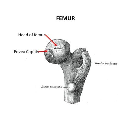 <p>Small pit in the femoral head where the ligamentum teres attaches.</p>