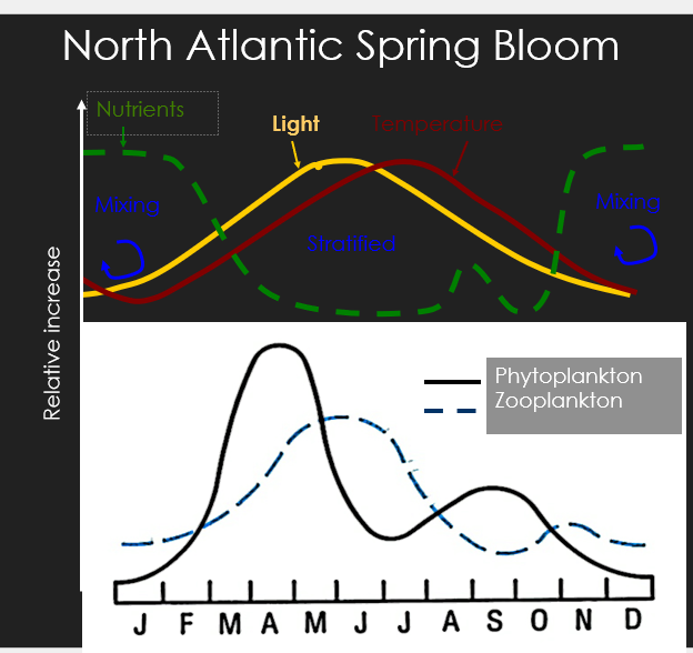 <p>Drop in phytoplankton in April/May (bloom of phytoplankton then eaten by predators)</p><p>Mixing = nutrients brought down to lower levels to help productivity</p>