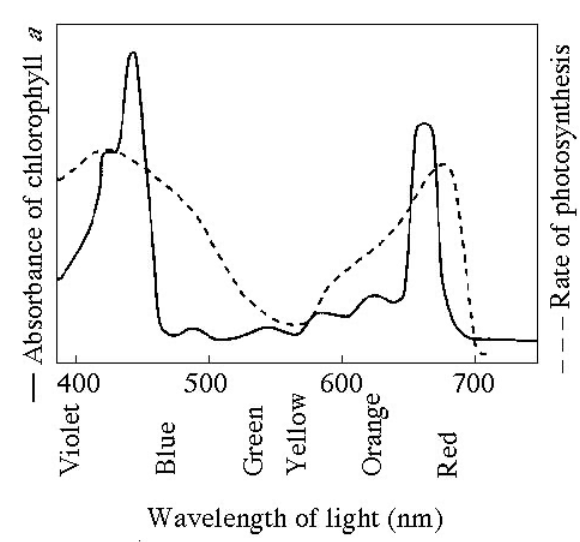 <p>Figure 8.1 shows the absorption spectrum for chlorophyll <em>a </em>and the action spectrum for photosynthesis. What wavelength of light is most effective in driving photosynthesis?</p>