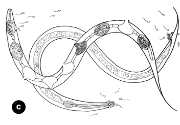 <p><span><strong><em><span>Chytridiomycota* = </span></em><span>chytrid</span></strong></span></p>