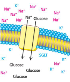<p>Secondary active transport: Na+/Glucose symporter</p>