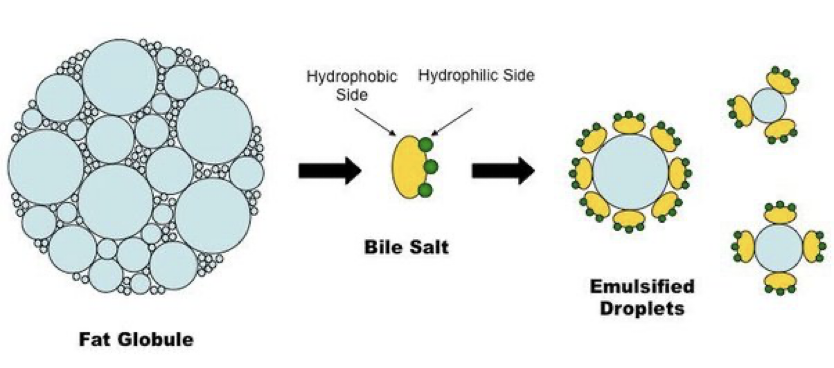 <p>They<strong> non-enzymatically</strong> emulsify fats in the small intestine and destabilize bacterial membranes. They also aid in the absorption of fat-soluble vitamins (A, D, E, and K).</p><ul><li><p><strong>glycocholic acid</strong> is a major bile salt found in humans</p></li></ul><p></p>