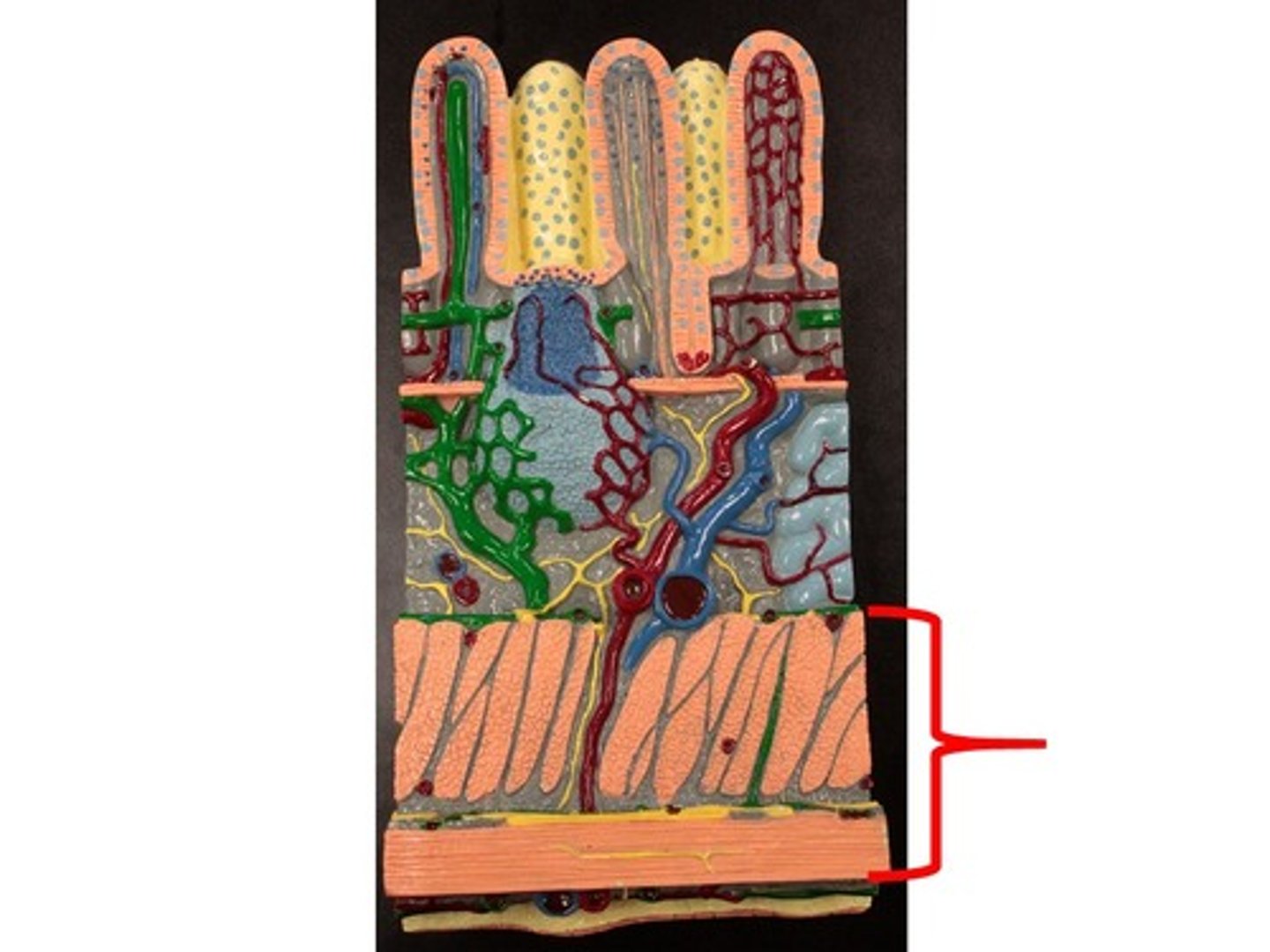 knowt flashcard image