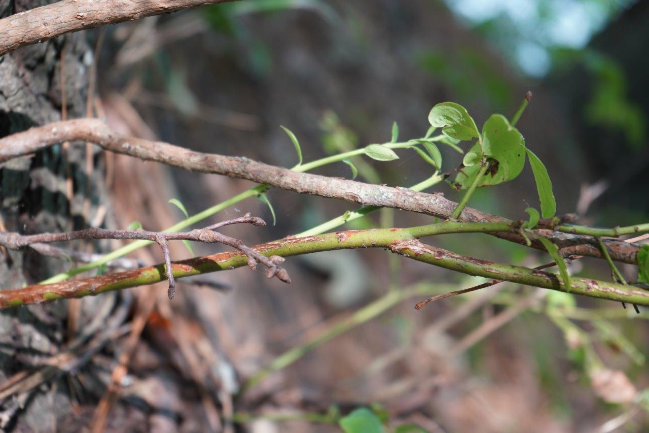 <p>sparkleberry, farkleberry</p><p>Family: Ericaceae</p><p>Natural history: The fruit is pulpy and tasteless. Least valuable blueberry for wildlife.</p>