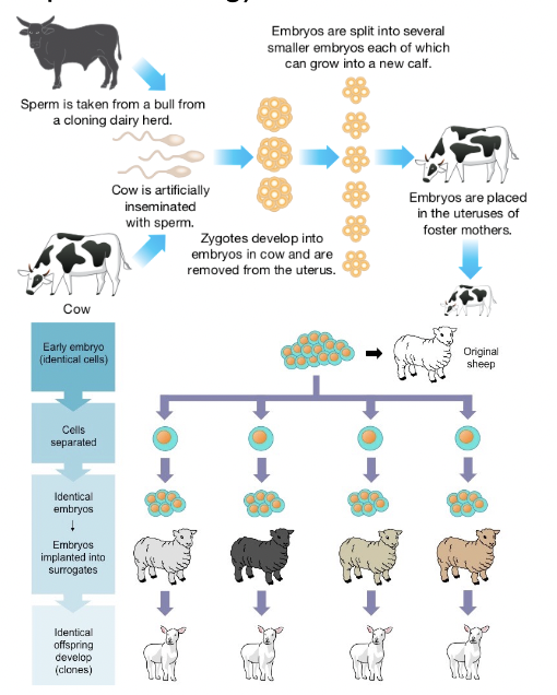 <p>a process where the early stage embryo are naturally or artificially divided, possible up until the 16-cell stage because all cells are undifferentiated stem cells, increases the number of offspring born in each breeding season</p>