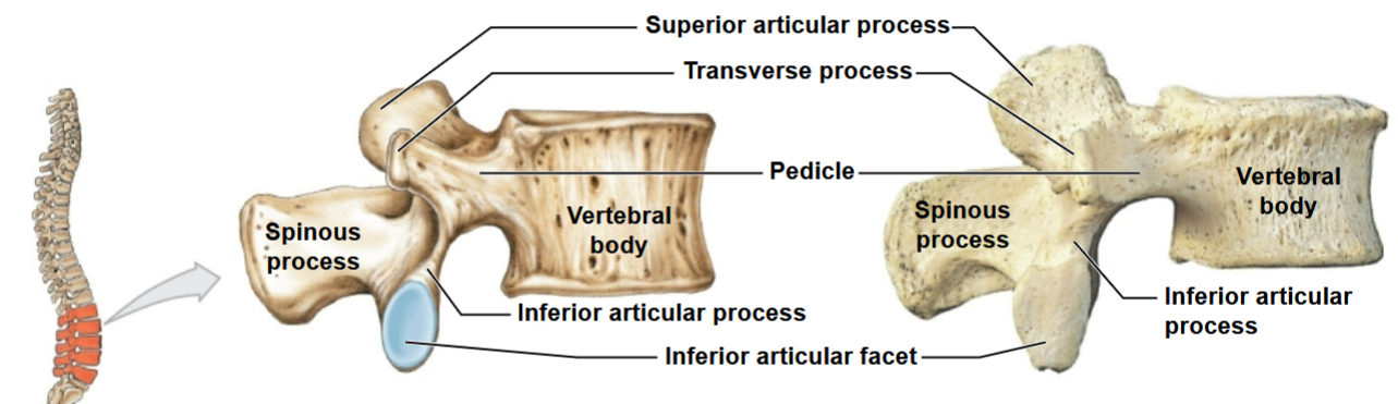 <p>What is represented by this image?</p>