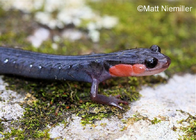 <p><span>A long, (3.5 to 5.0 inches in length)&nbsp;slate gray to bluish-black&nbsp;salamander with reddish cheek patches. The belly is gray to black. No other colors or patterns occur on the body.</span></p>