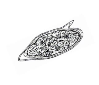 <p><em>Schistosoma mansoni</em></p>
