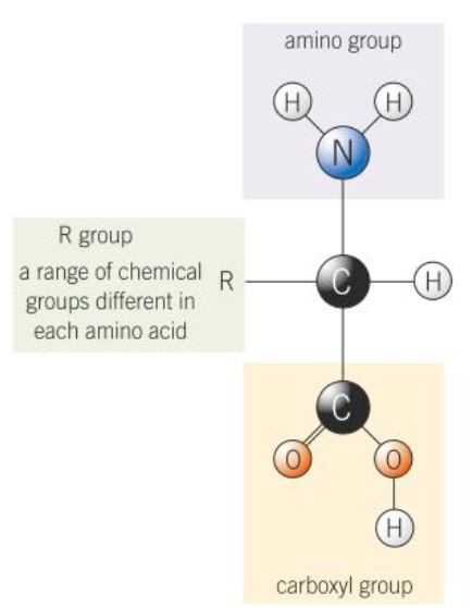 <ul><li><p>Amino group</p></li><li><p>Carboxyl group</p></li><li><p>Central carbon and hydrogen atom</p></li><li><p>Variable R-group</p></li></ul><p></p>