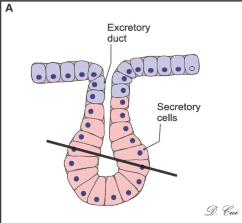 <p>What kind of gland is this and where is it located?</p>