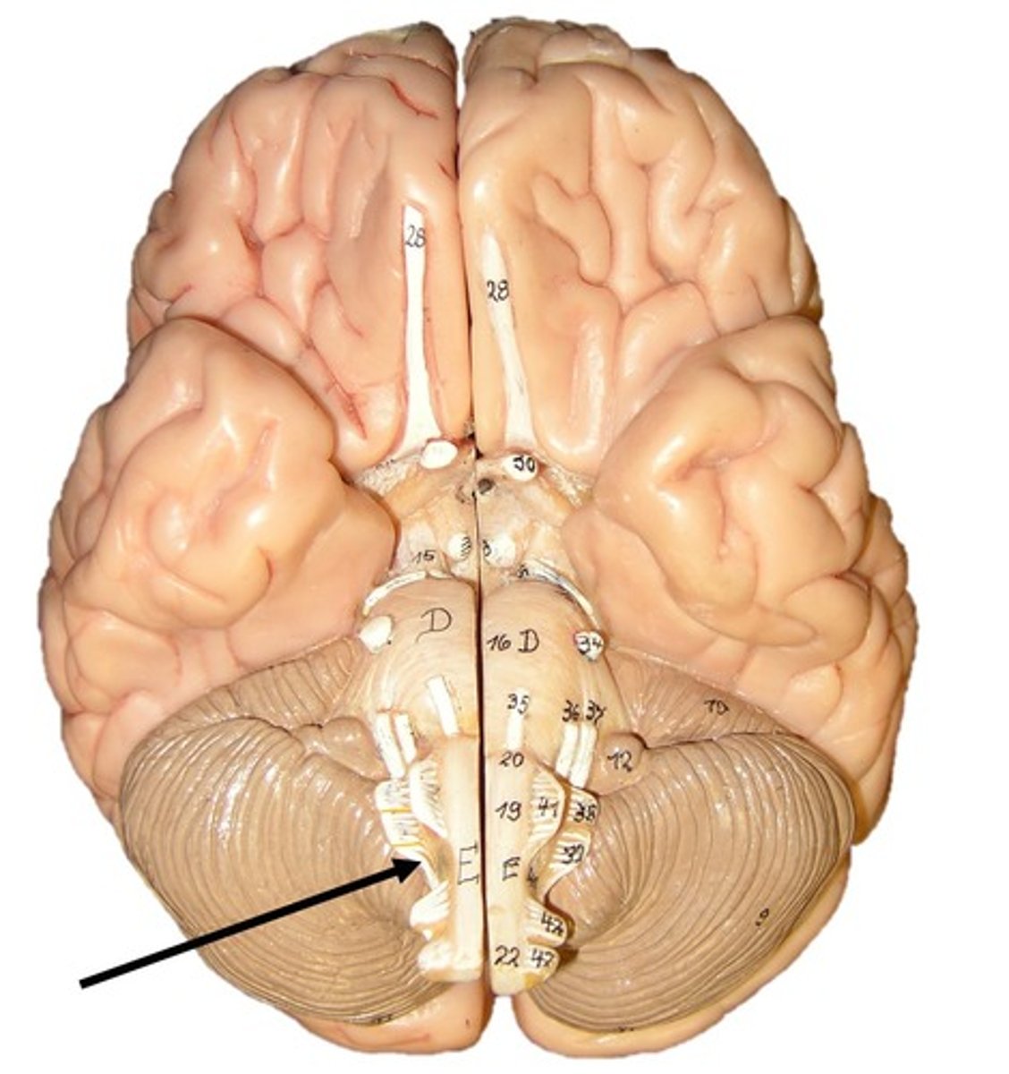 <p>Controlling the movements of the neck and shoulders</p>