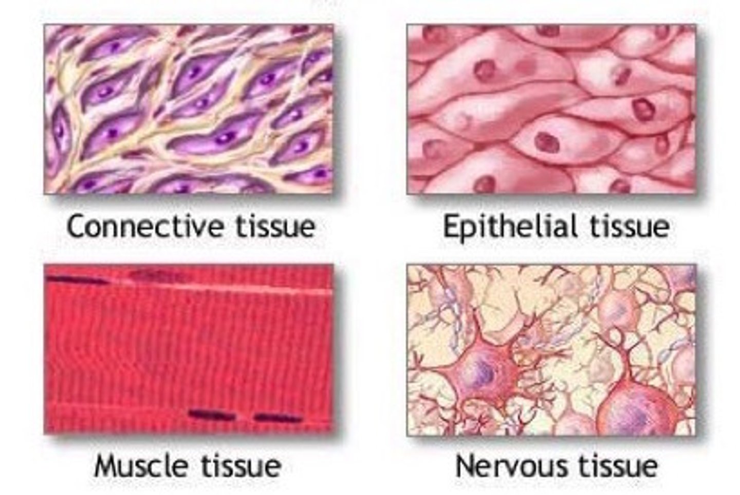 <p>1. Epithelium</p><p>2. Muscle</p><p>3. Connective</p><p>4. Nervous</p>