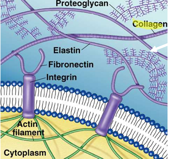 <p><strong>Extracellular proteins</strong>, especially <strong>collagen</strong>.</p>