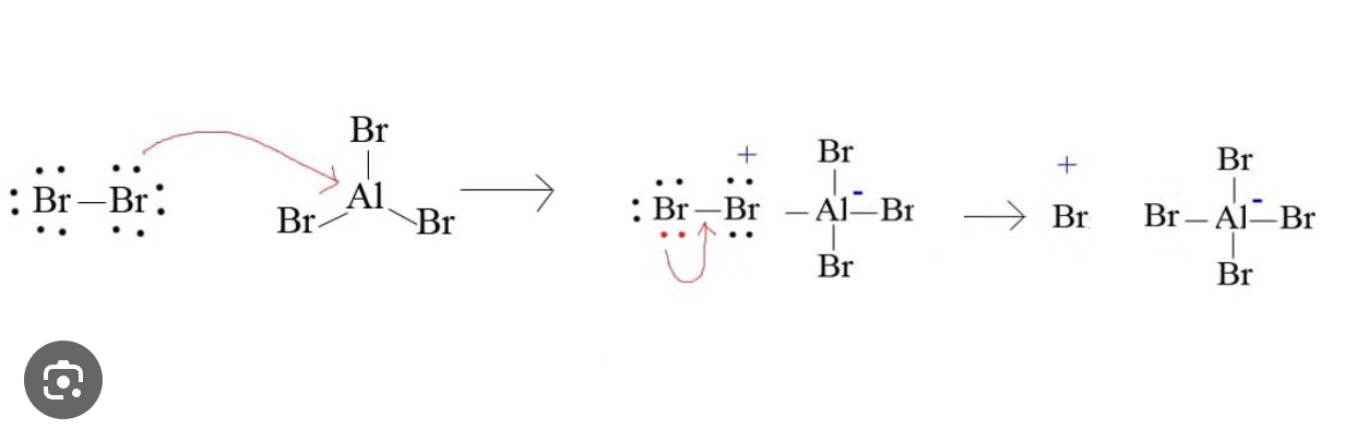 <p>AlCl3/FeCl3/AlBr3/FeBr3 accepts a lone pair of electrons from the halogen molecule, generating the Cl+/Br+ electrophile</p><ul><li><p>AlCl3/FeCl3/AlBr3/FeBr3 functions as a lewis acid</p></li></ul><p>FeCl3 can be generated in situ from Fe and Cl2 and FeBr3 from Fe and Br2 </p><ul><li><p>2Fe + 3Cl2 —&gt; 2FeCl3</p></li><li><p>2Fe + 3Br2 —&gt; 2FeBr3</p></li></ul><p>Note</p><ul><li><p>AlCl3 reacts readily with water</p><ul><li><p>AlCl3 (s) + 6H2O(l) —&gt;[Al(H<sub>2</sub>O)<sub>6</sub>]<sup>3+</sup> (aq) + 3Cl- (aq)</p></li><li><p>[Al(H<sub>2</sub>O)<sub>6</sub>]<sup>3+</sup> (aq) + H2O(l) ⇌ [Al(H<sub>2</sub>O)<sub>5</sub>(OH)]<sup>2+</sup> (aq) + H3O+ (aq)</p></li></ul></li><li><p>hence the reaction with AlCL3 can only proceed under anhydrous condition </p></li><li><p>I2 is too unreactive and F2 reacts too violently </p></li></ul>