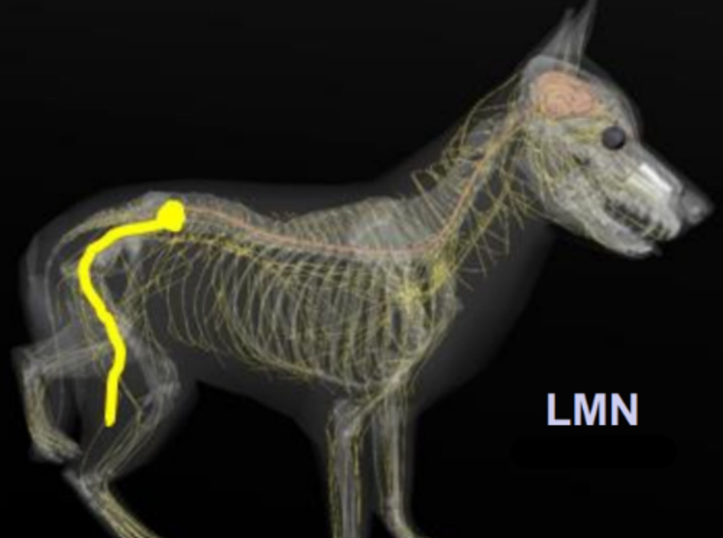 <p>LMN of the _________</p>