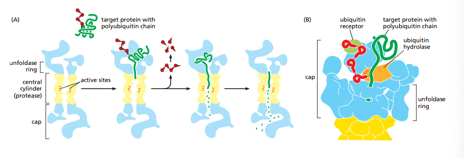<p>They are large protein complexes that destroy aberrant proteins. As the protein is unfolded and move through the cap, they are exposed to the proteases in the central cylinder and destroyed. These proteins are marked for destruction by the covalently attached molecule called ubiquitin.</p>