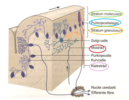 <ul><li><p>Findes i stratum moleculare</p></li><li><p>Får input fra parallelfibre</p></li><li><p>Inhiberer “nabo purkinjeceller” → signal fra parallelfibre specificeres</p></li><li><p>Neurotransmitter: GABA</p></li></ul><p></p>