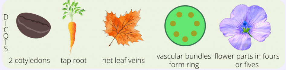 <ul><li><p>petals in multiples of 4-5</p></li><li><p>net-like/branched veins</p></li><li><p>tap roots</p></li></ul><p></p>