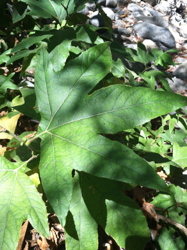 <p><u>Platanus x acerifolia</u> and <u>P. racemosa</u>, Platanaceae</p>