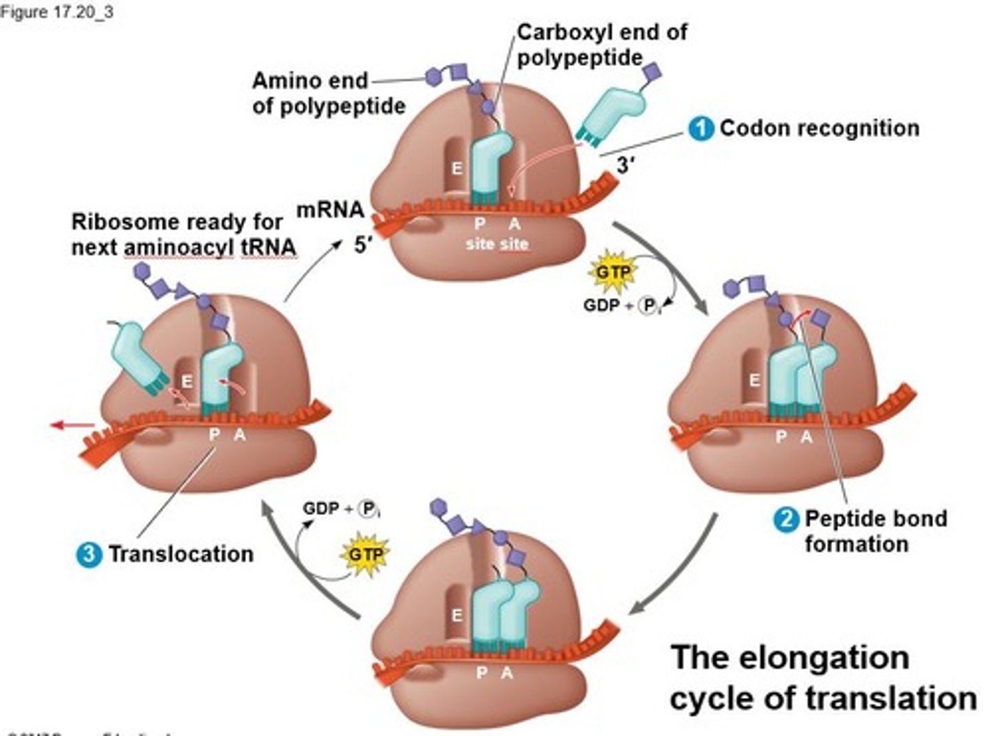 <p>1. P site (holds tRNA with the growing polypeptide chain). 2. A site (holds tRNA with the next amino acid). 3. E site (exit site for discharged tRNAs).</p>
