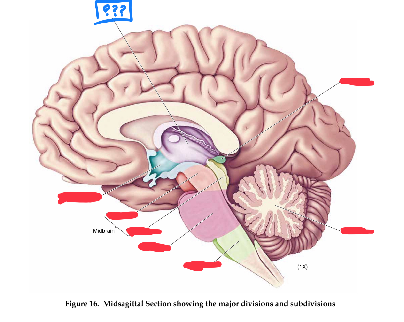 <p>responsible for relaying information between the cerebral cortex and the rest of the brain (in diencephalon)</p>