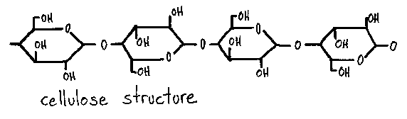 * it has an unbranched structure
* every other molecule is flipped resulting in straight chains of cellulose