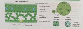 <ul><li><p><strong>Many stomata</strong> (high <strong>density</strong>)= large <strong>SA</strong> for gas exchange (when opened by guard cells)</p></li><li><p>Spongy mesophyll contains <strong>air spaces</strong>= large <strong>SA</strong> for gases to <strong>diffuses</strong> through</p></li><li><p><strong>Thin</strong>= short <strong>diffusion distance </strong></p></li></ul><p></p>