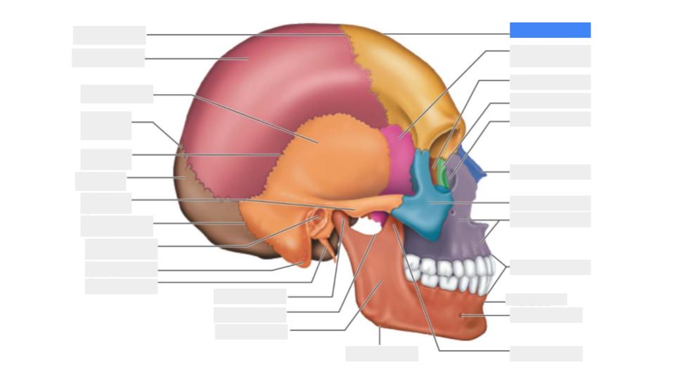 <p>Label the blue highlight</p>