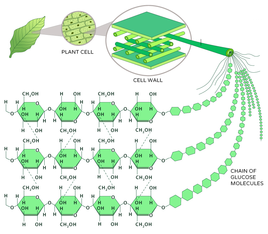 <p>structural polysaccharide that makes up plant cell walls</p>