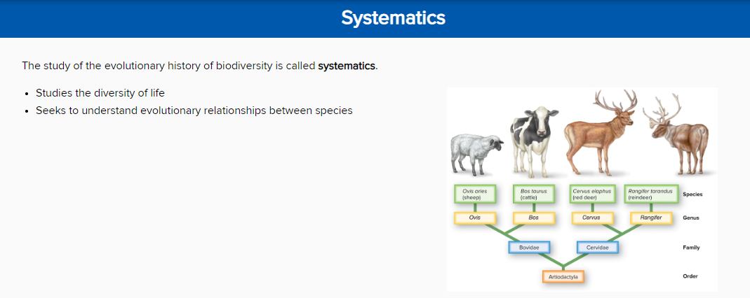 <p>Taxonomy </p>