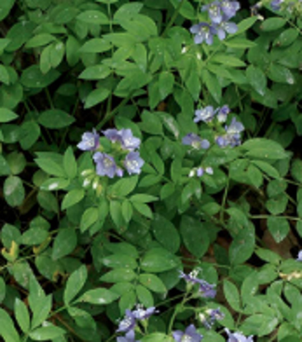 <ul><li><p>floral tube</p></li></ul><p>Species</p>