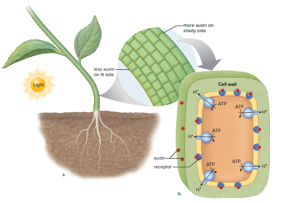 Mode of action of auxin, a plant hormone.