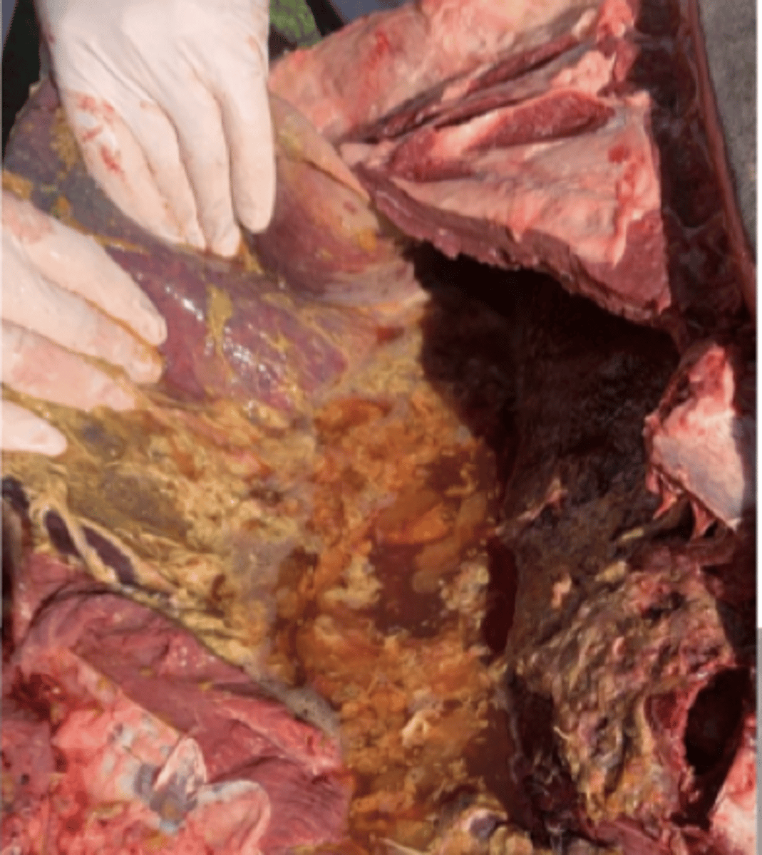 <p>outcomes of failure of passive transfer of immunity 2</p>