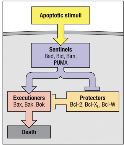 <ul><li><p>release of cytochrome C is regulated by Bcl-2 family members (BH domains</p></li><li><p>pro-apoptotic <strong>sentinels</strong> detect <strong>apoptotic stimuli</strong> and block <strong>protectors</strong> to promote activity of <strong>executioners</strong></p></li><li><p>pro-apoptotic family members bind mitochondrial membranes to trigger cyt C release</p></li><li><p>anti-apoptotic family members are induced by stimuli that direct cell survival ( ex: AKT → Bcl2) to prevent cyt C release</p></li></ul><p></p>
