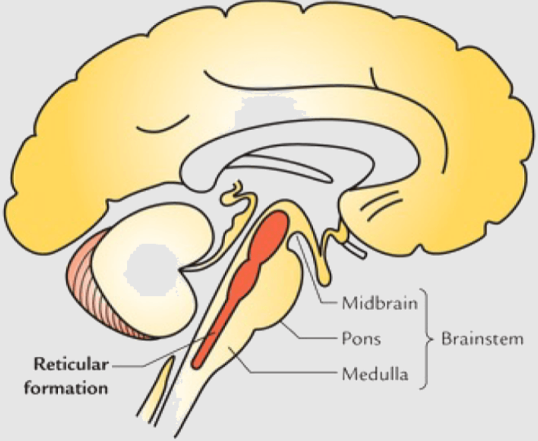 plays important role in relaying info to other brain areas, and controls arousal (travels thru brainstem + thalamus) (98)