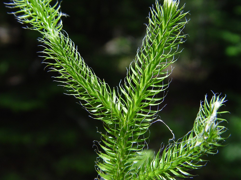 <p>Lycopodium clavatum</p>