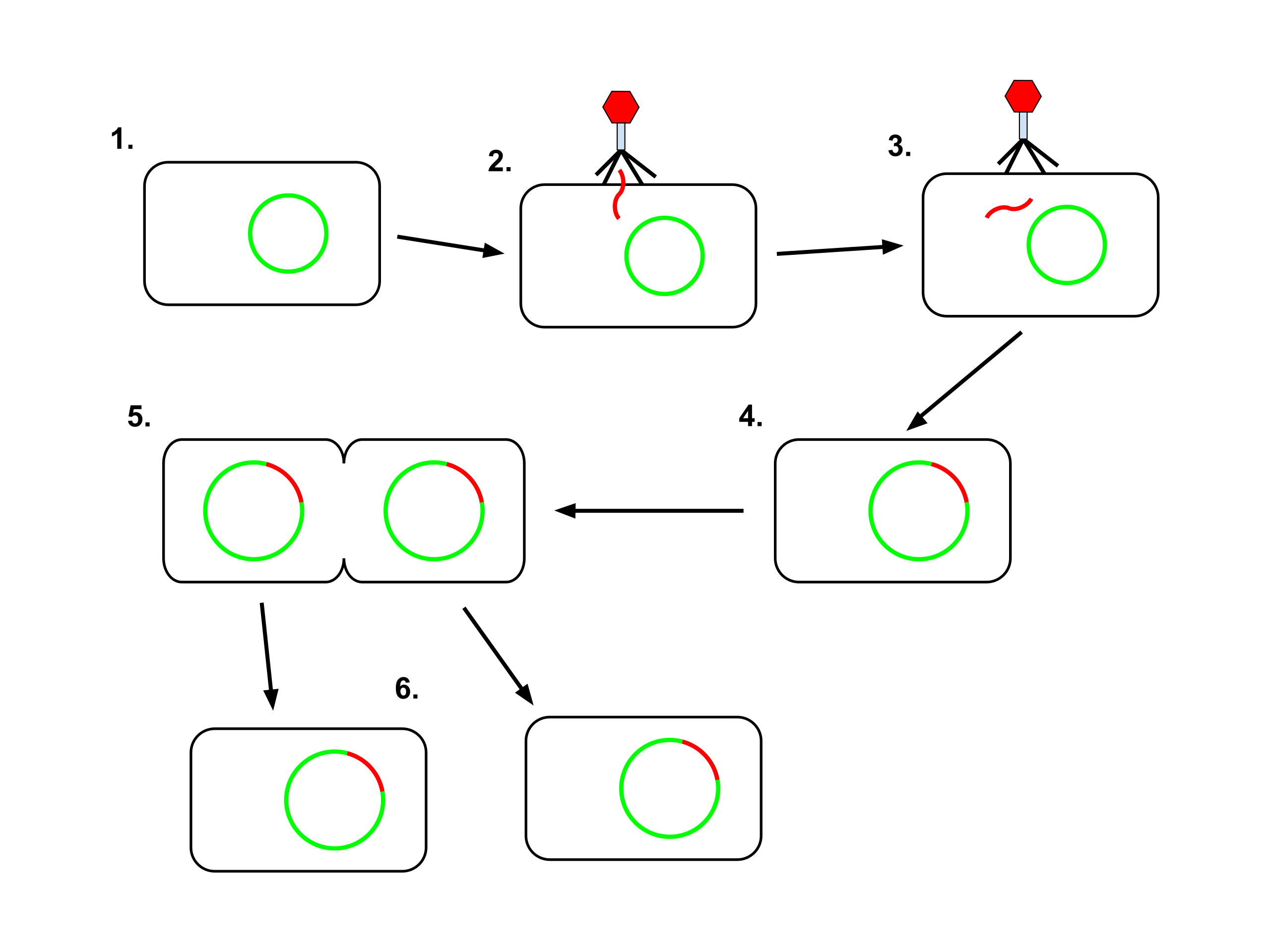 <p>goes through the lysogenic cycle in which it inserts it genome into the host. when the host duplicates, so does it. it waits in the host until it senses danger and tries to escape via the lytic cycle</p>