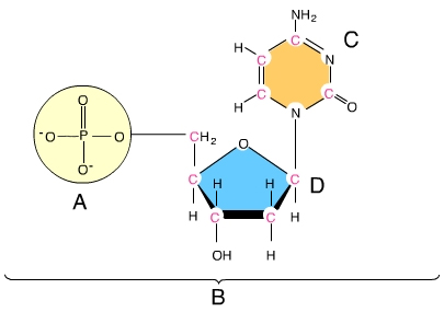 <p>C</p>