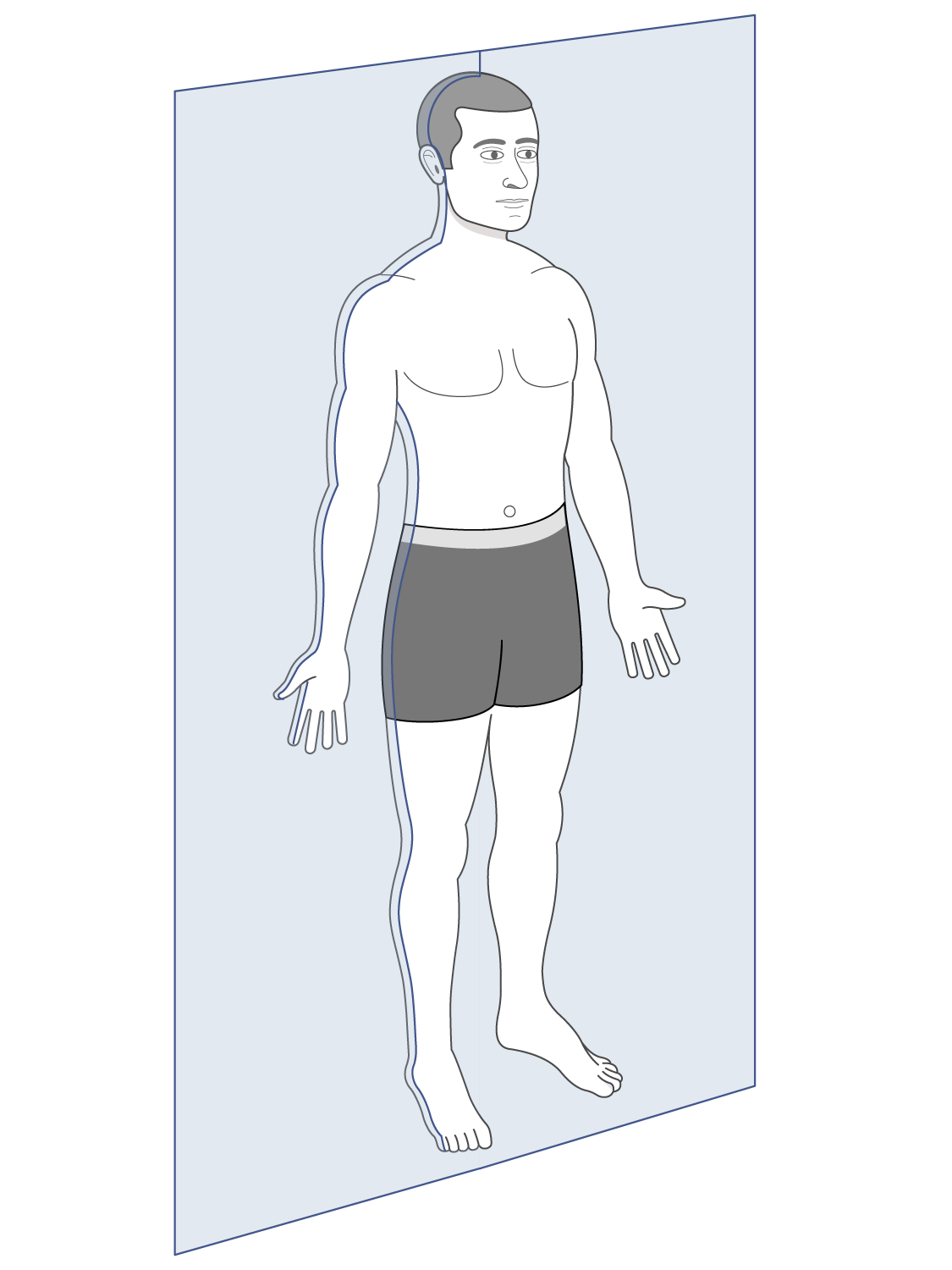 <p>Divides into anterior or posterior parts</p>
